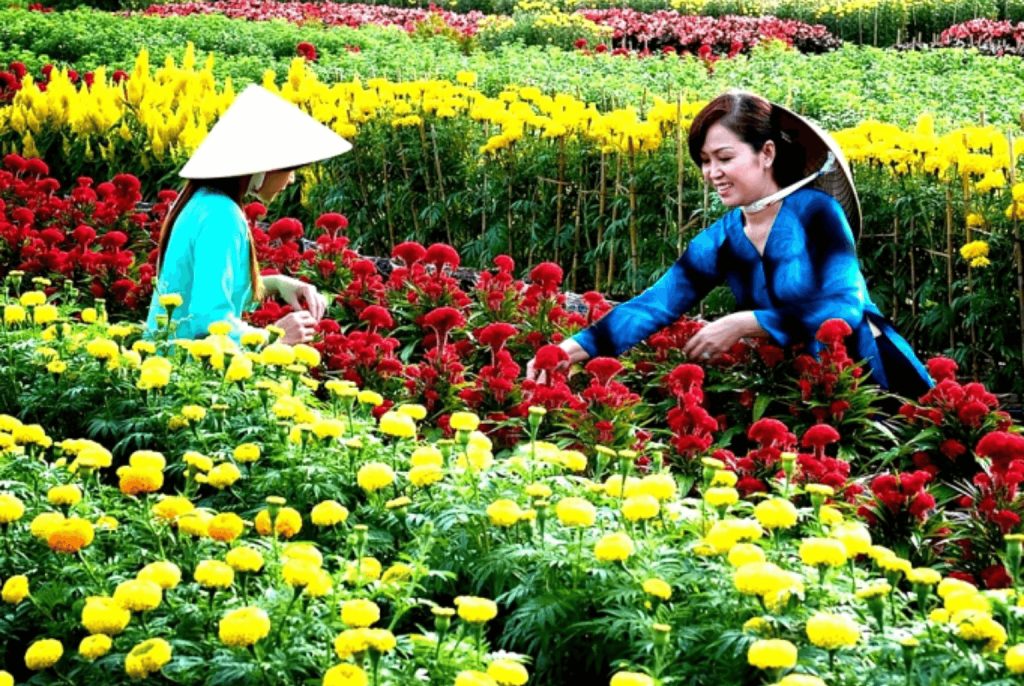 Vietnamese New Year - The orchard of Cai Mon before Tet