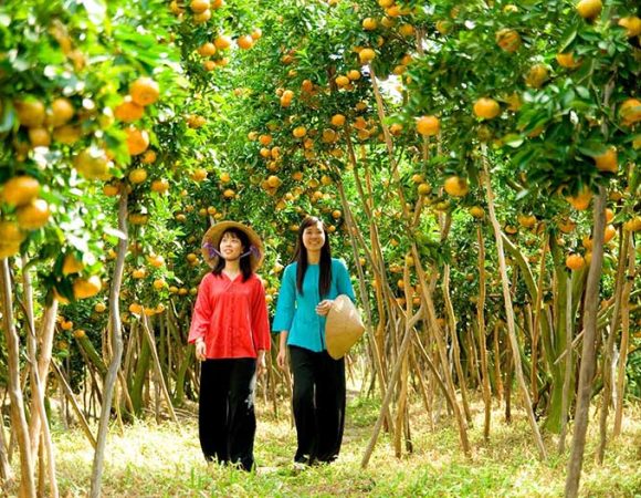 Vietnamese New Year – The orchard of Cai Mon before Tet