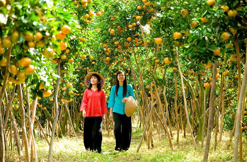 THE ORCHARDS OF CAI MON BEFORE TET..