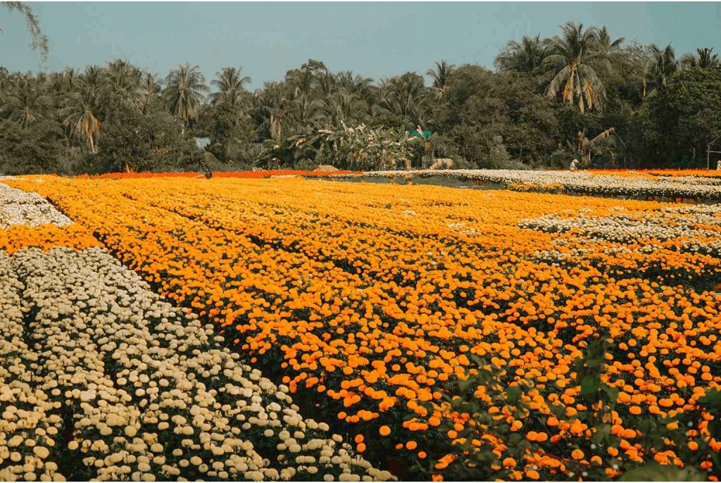 Vietnamesisches Neujahr - Der Obstgarten von Cai Mon vor Tet