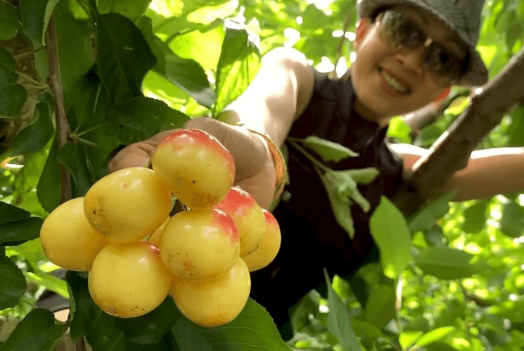 Vietnamesisches Neujahr Der Obstgarten von Cai Mon vor Tet