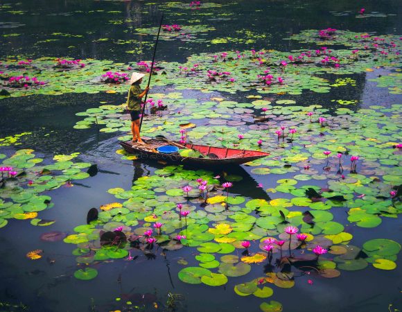 Lotus flowers - Ninh Binh