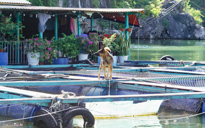 Ha Long - Lan Ha, Cat Ba (3)