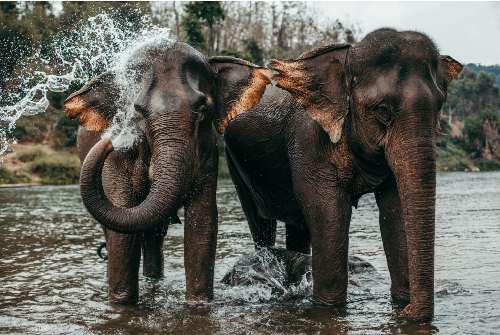 The land of a Million Elephants - fun facts about Laos