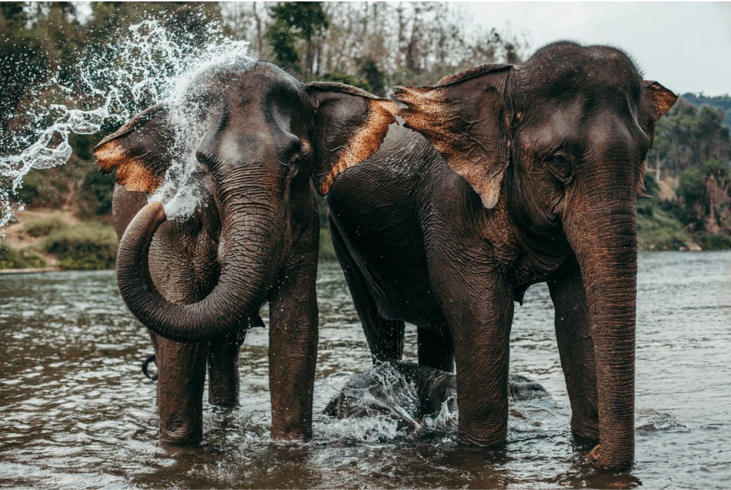 La terra di un milione di elefanti - curiosità sul Laos