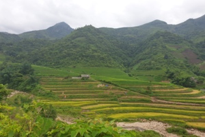 Bac Ha - Rice Field