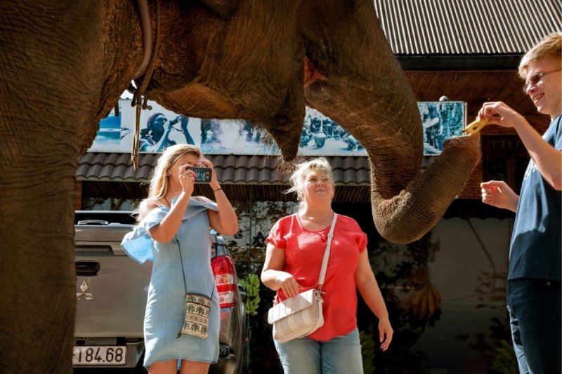 Los turistas alimentan a los elefantes.