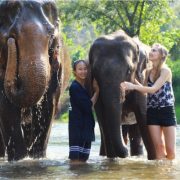 Los turistas bañan a los elefantes.