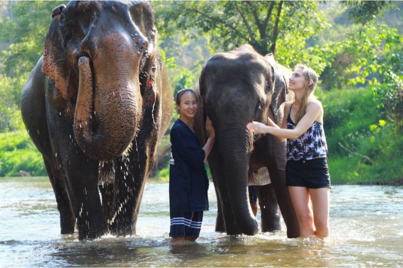 Los turistas bañan a los elefantes.