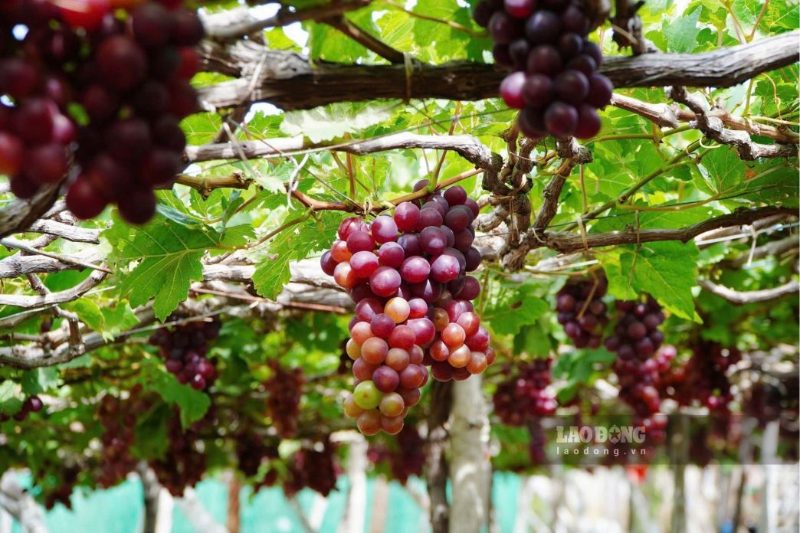 Vineyards - Source: Lao Dong