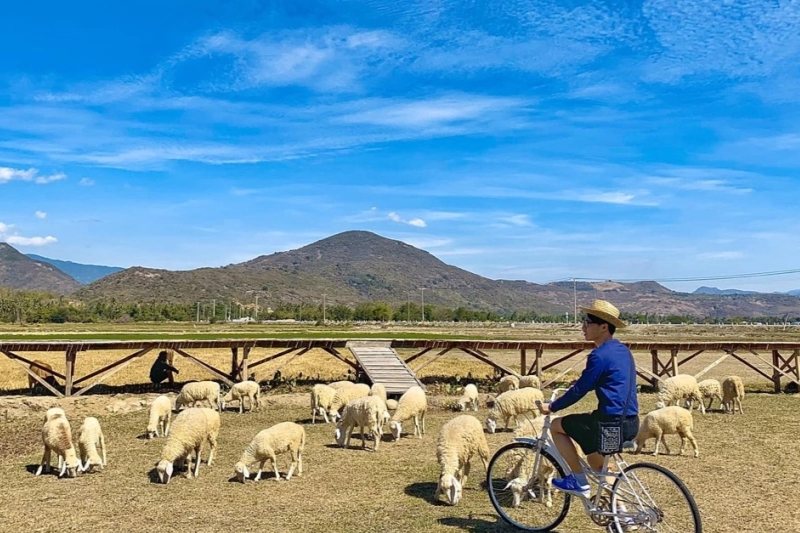 Sheep Fields - Source: SafeGo