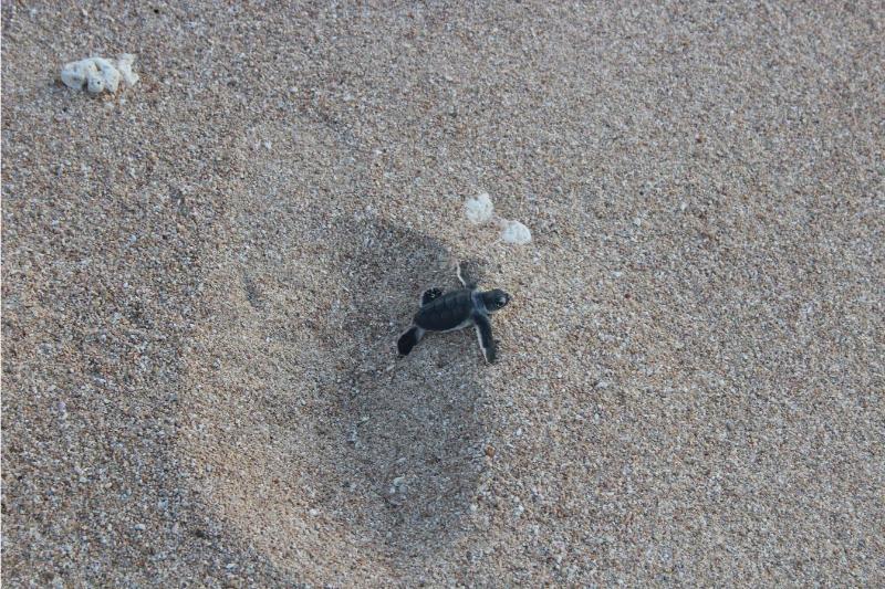 Turtle Release at Nui Chua National Park - Source: VietNamPlus